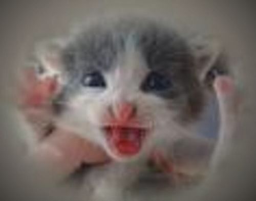 ..... one  sweet   day...: El Gato Voladoor