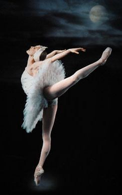..... one  sweet   day...: Cisne